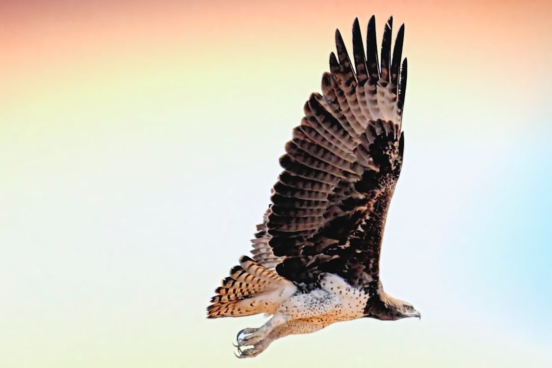 A picture of a flying hawk