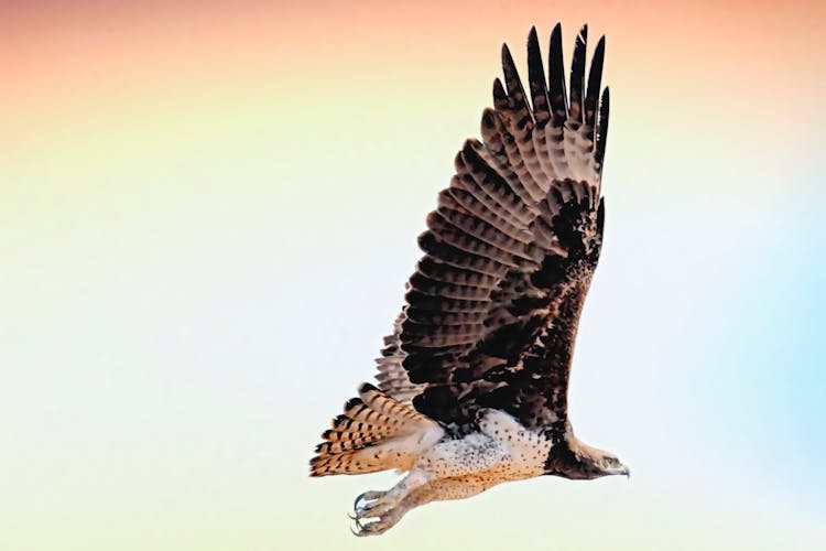 Photo Of Flying Hawk 