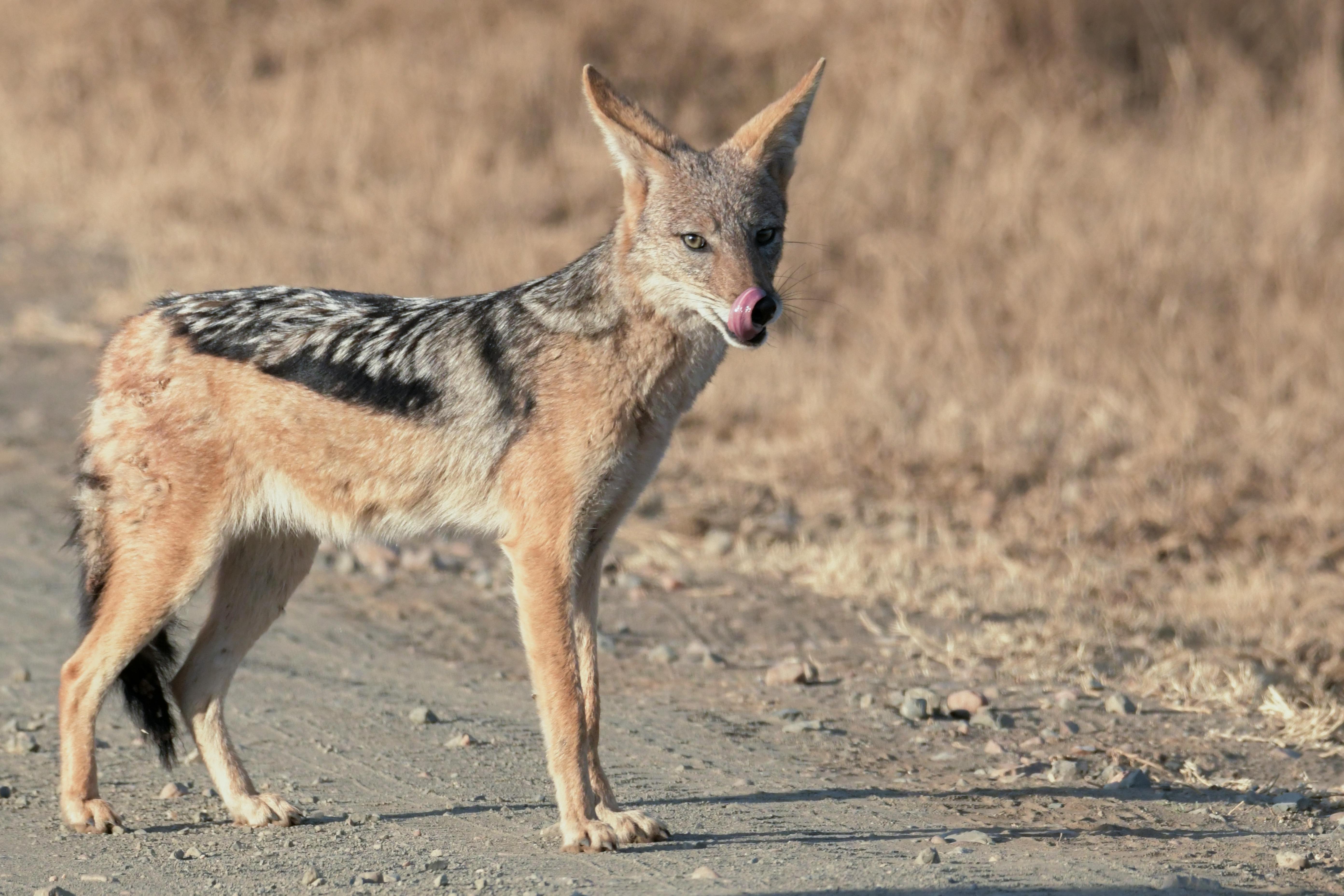 Shallow Focus Photo of Jackal · Free Stock Photo