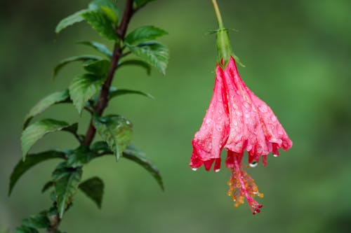 Gratis lagerfoto af adnveture i skoven, blad, blomst