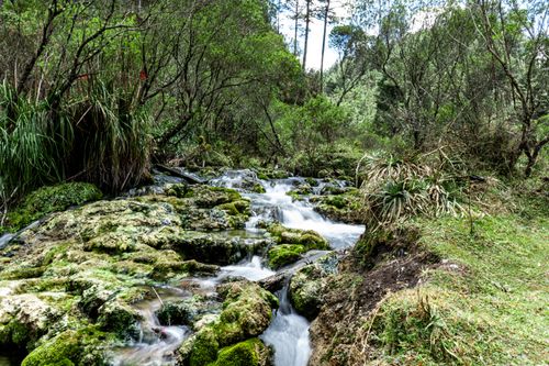Free A peaceful stream flowing through lush forest in Barillas, Huehuetenango, Guatemala. Stock Photo