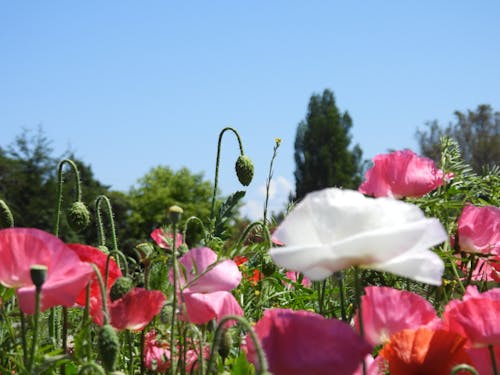 Gratis arkivbilde med blomst, blomst bakgrunn, blomstereng