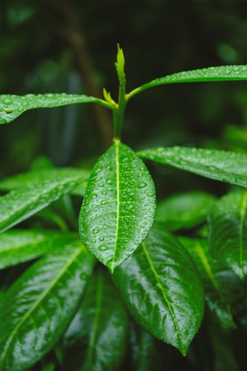 karayemiş yaprağı, koyu yeşil yapraklar, yağmur damlası içeren Ücretsiz stok fotoğraf
