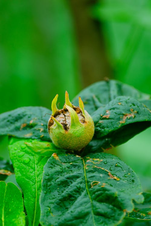 Foto stok gratis medlar