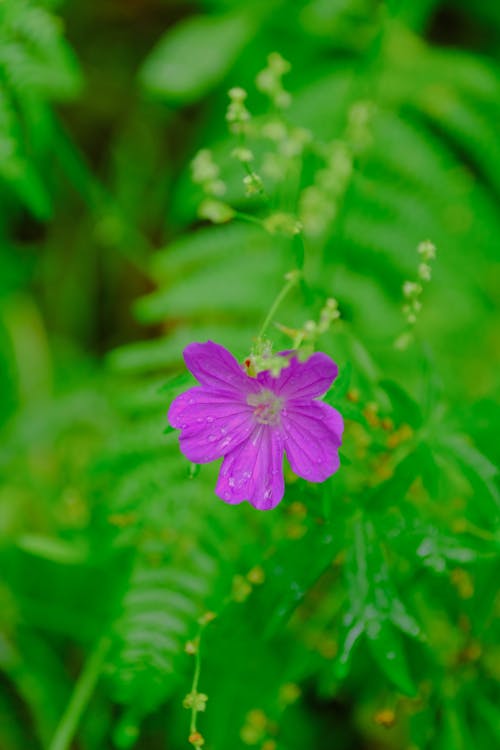 Gratis arkivbilde med lilla blomst, lilla blomster