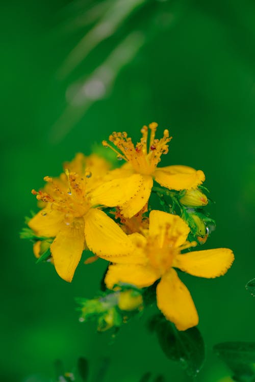 Δωρεάν στοκ φωτογραφιών με st john's wort, Κέντρια