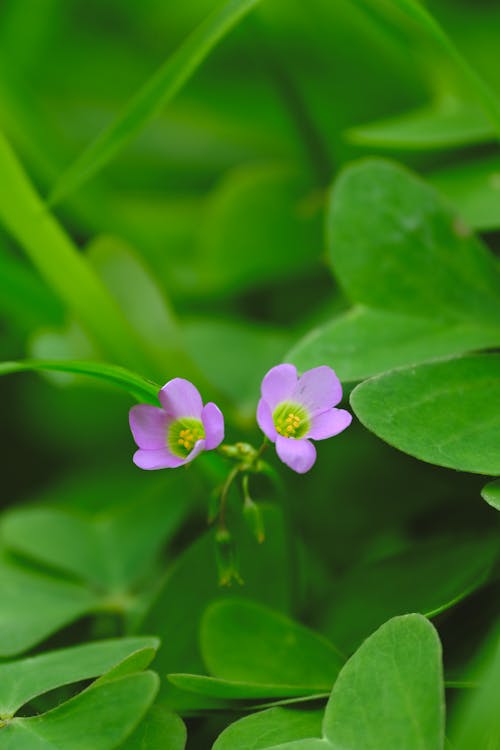 Δωρεάν στοκ φωτογραφιών με μοβ λουλούδι