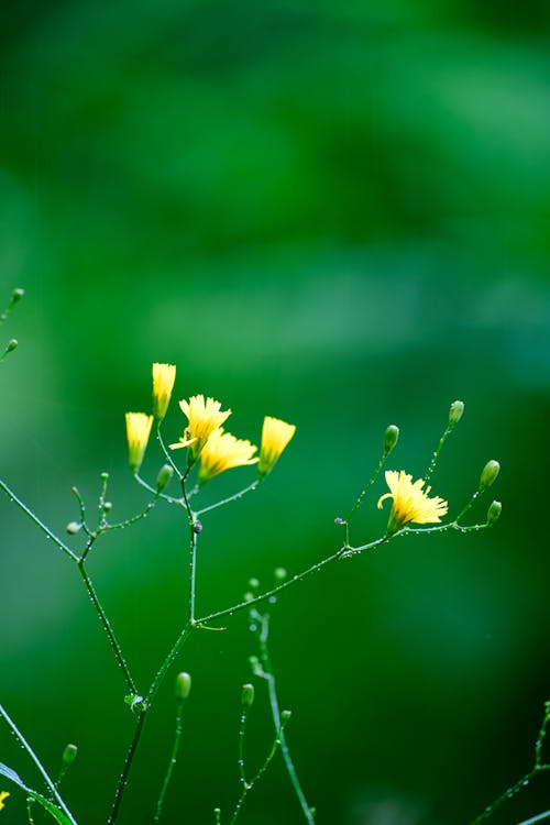 Gratis stockfoto met gele bloem