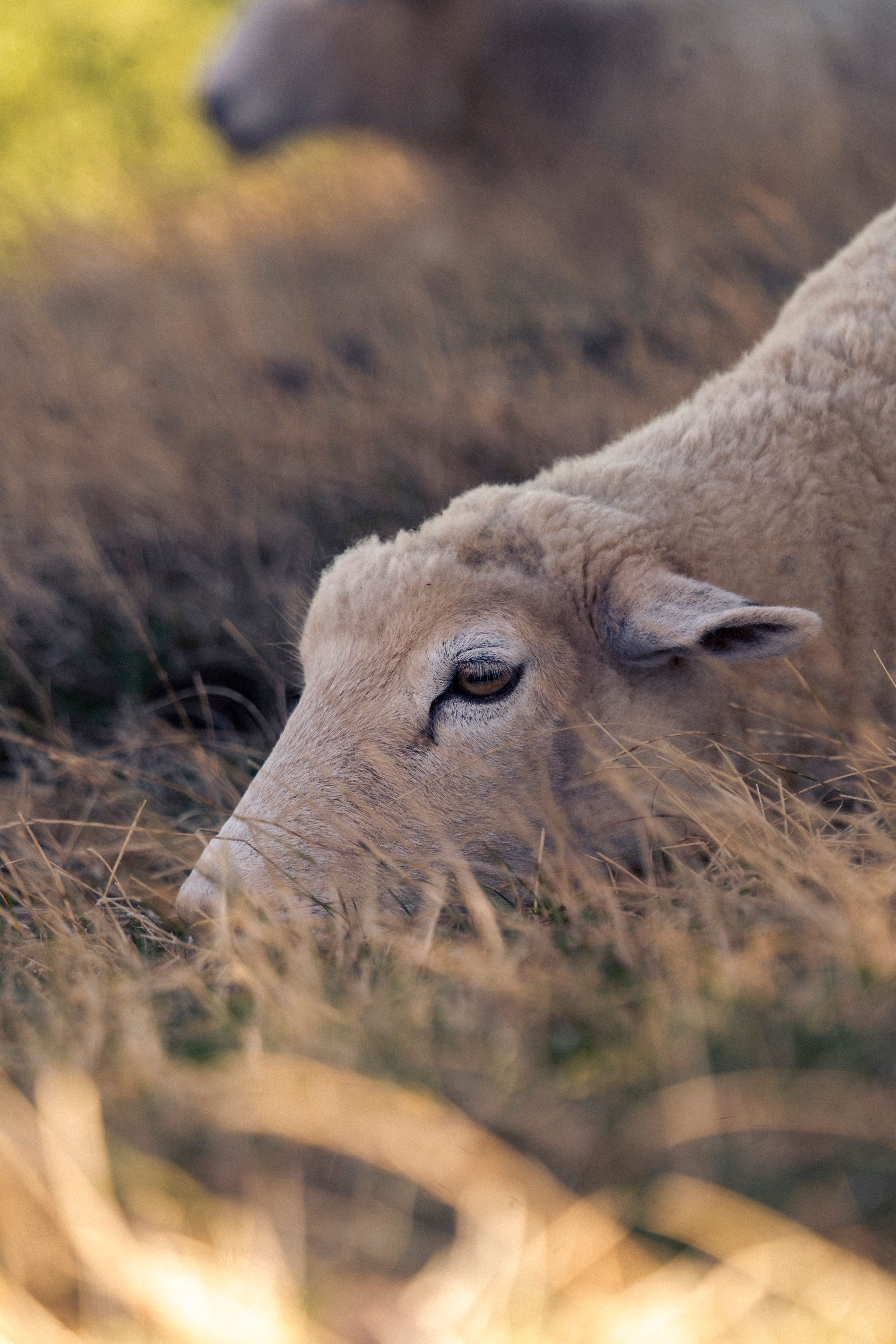 Portrait of Sheep on a Meadow · Free Stock Photo
