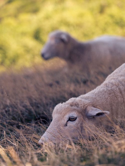 Ilmainen kuvapankkikuva tunnisteilla eläin, karja, lammas