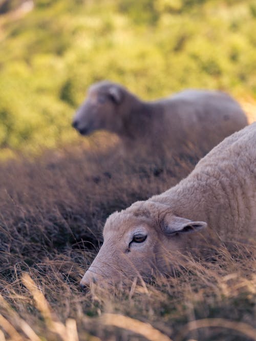 Ilmainen kuvapankkikuva tunnisteilla eläin, karja, lammas