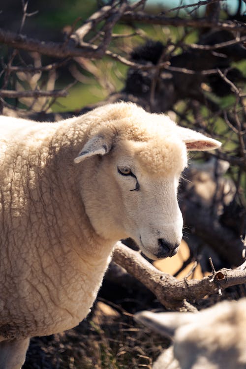 Fotobanka s bezplatnými fotkami na tému baby ovce, cicavec, denné svetlo