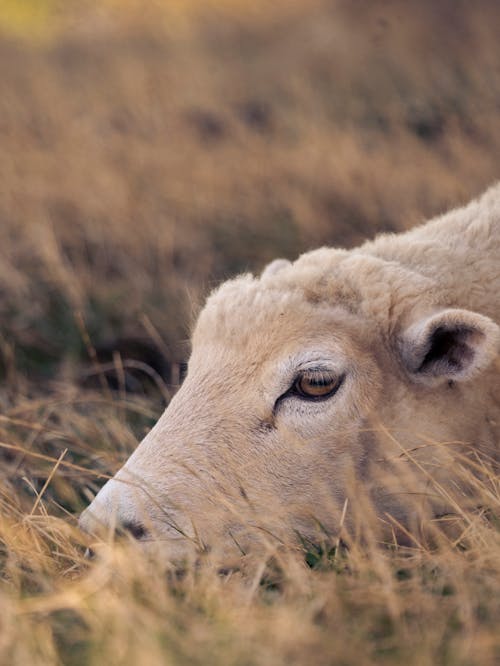 A sheep laying down in the grass