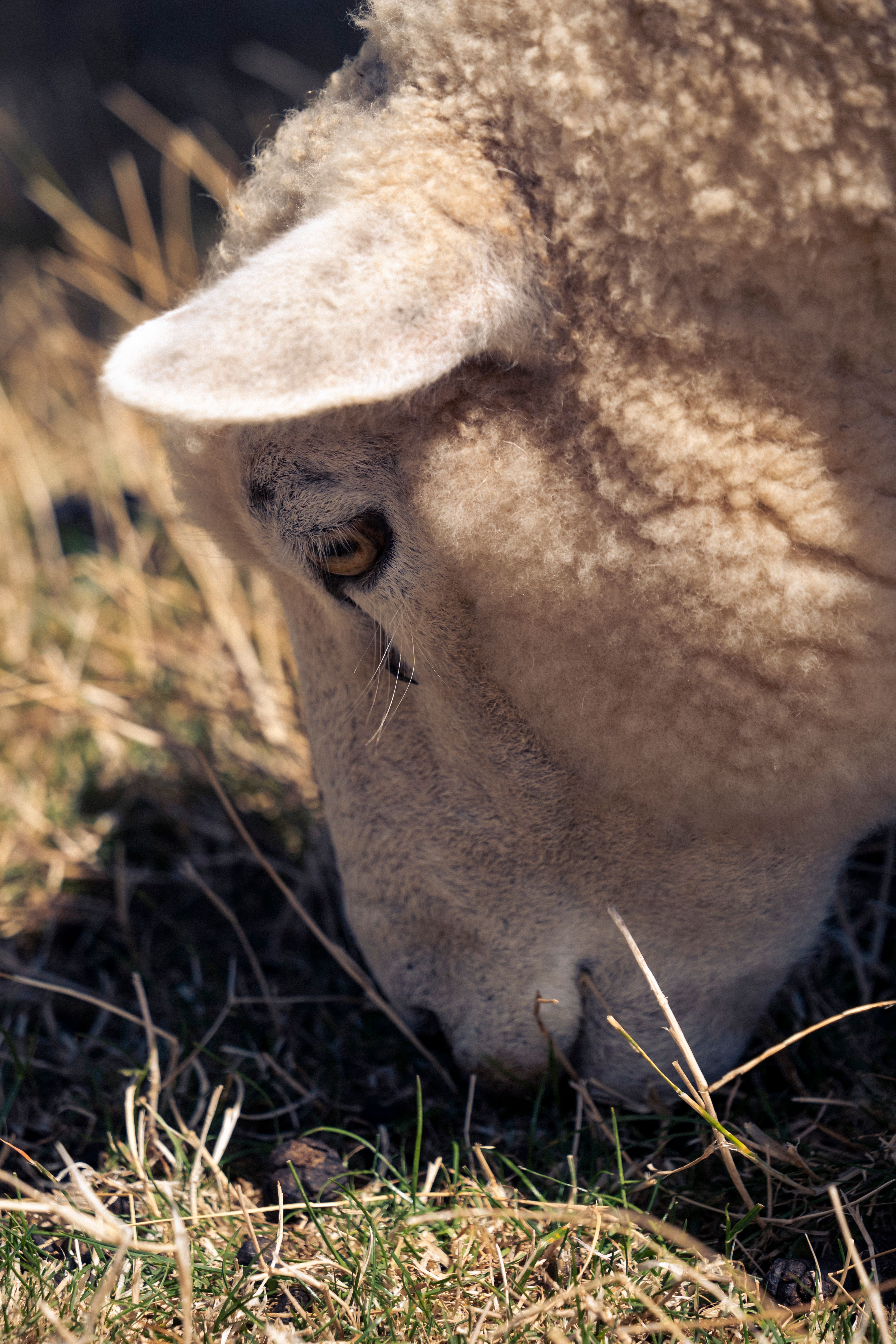 Sheep Eating Grass · Free Stock Photo