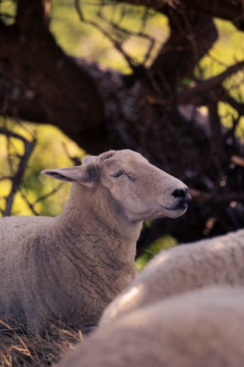 Fotobanka s bezplatnými fotkami na tému cestovať, cicavec, denné svetlo