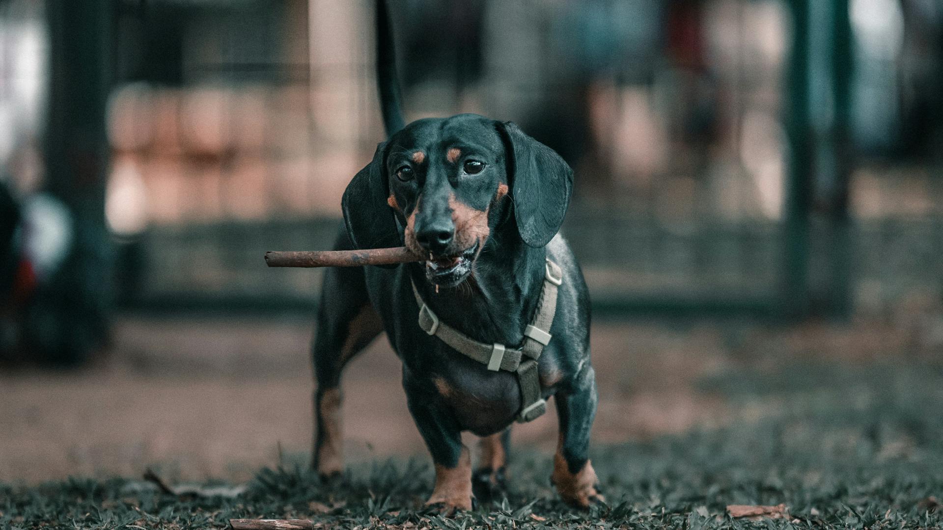 Black Dachshund with Stick