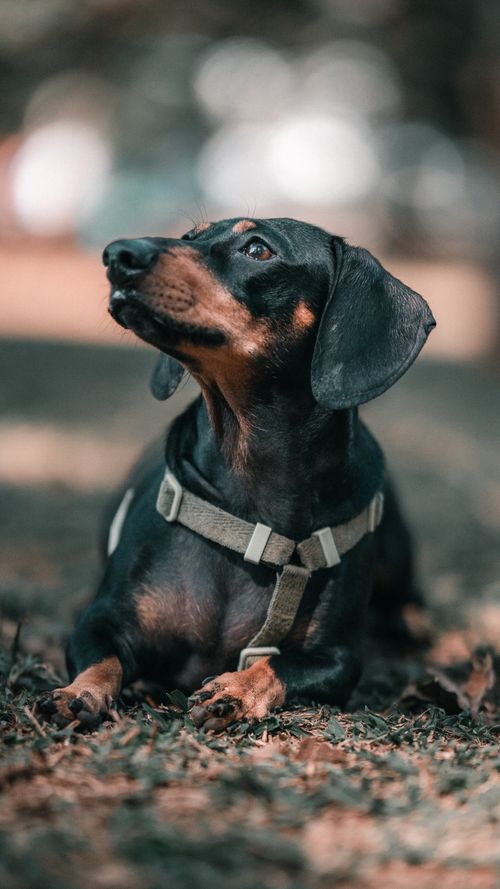 Free Adorable dachshund lying on the ground, looking curious amidst nature. Stock Photo