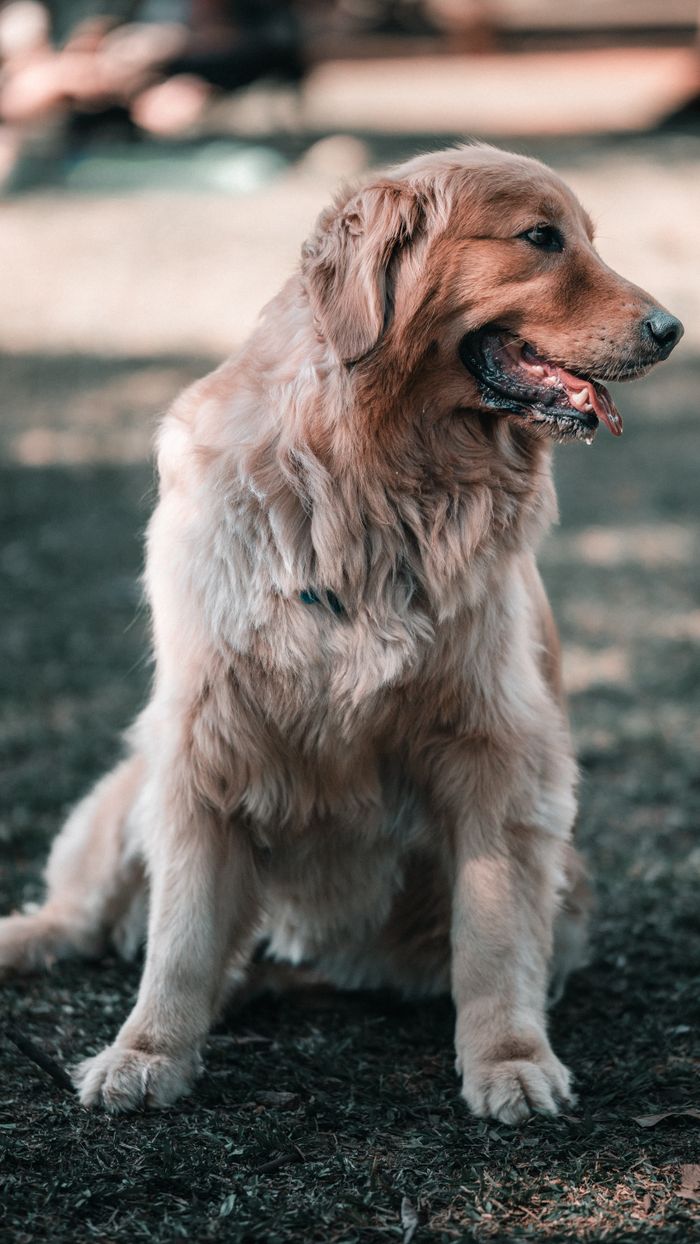 Golden retriever árnyékos környezetben