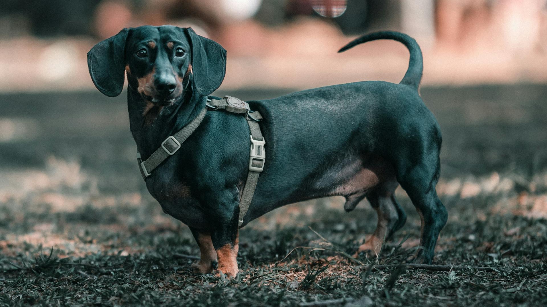 Black Dachshund Dog