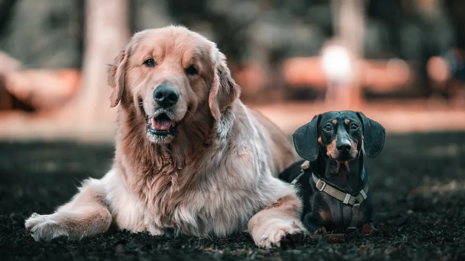dachshund golden retriever mix