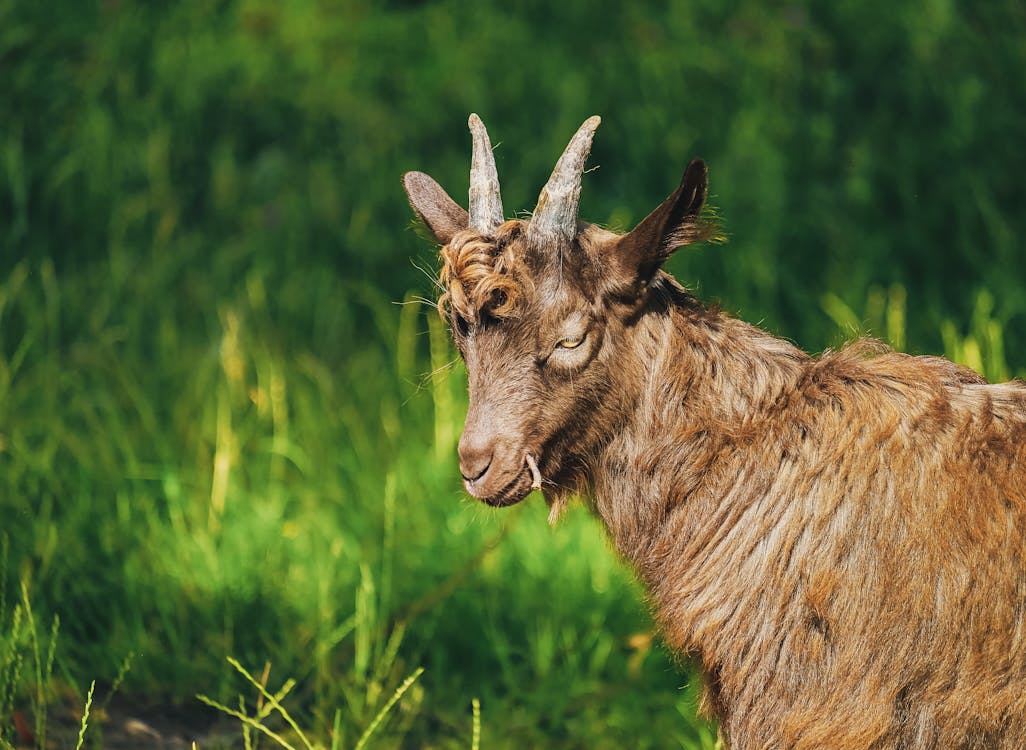 Brown Goat