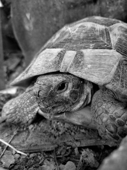 A black and white photo of a tortoise