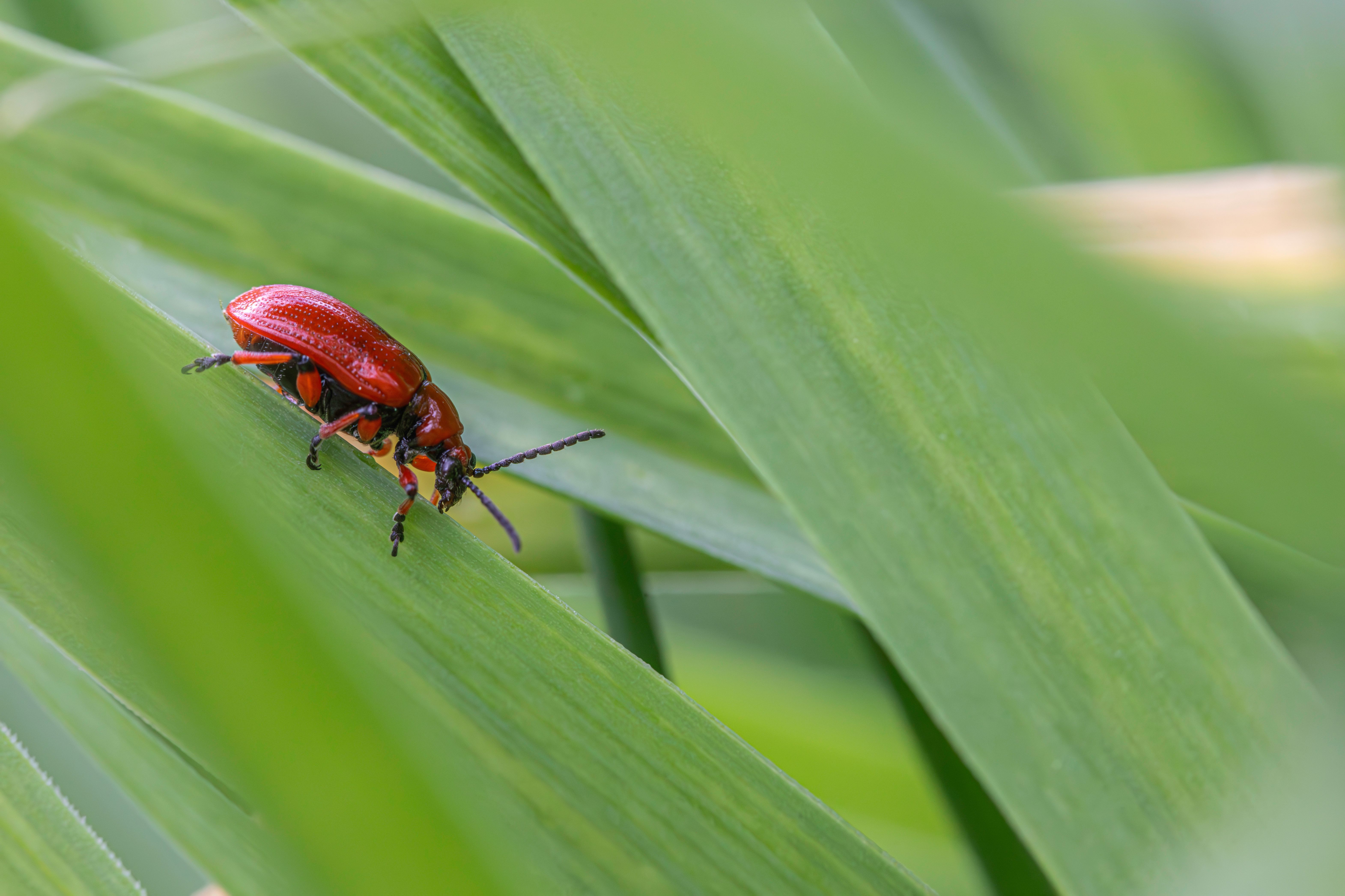 A red bug sitting on top of a green leaf · Free Stock Photo