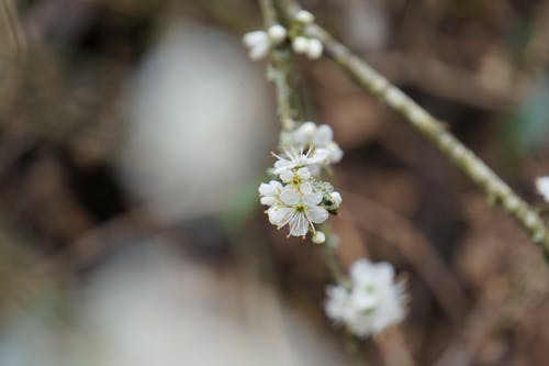 Gratis arkivbilde med blomstrende blomst, blomstrende tre, botanisk