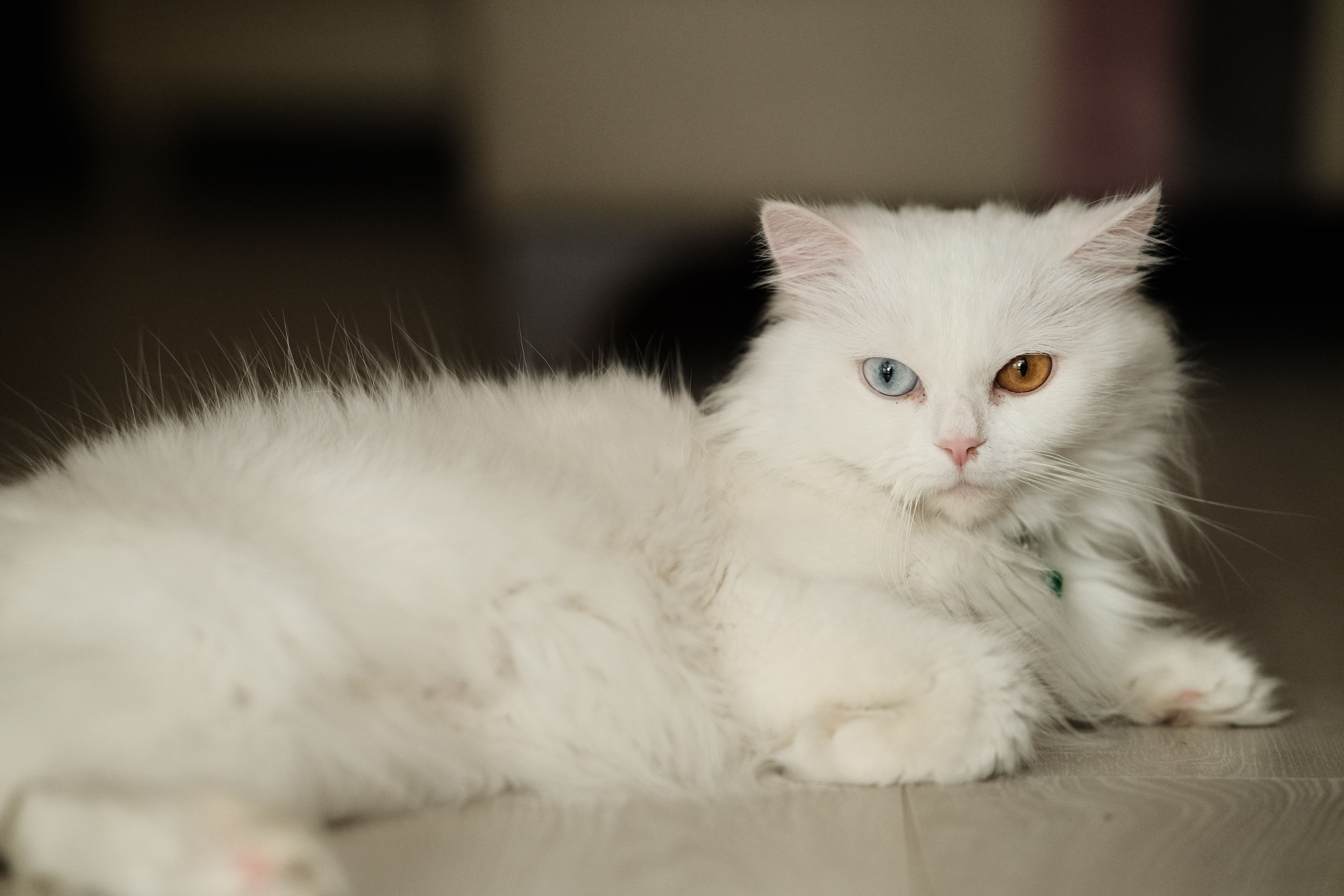 A white cat with blue eyes laying on the floor · Free Stock Photo