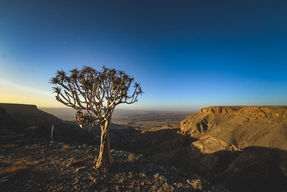 Beautiful Quiver Tree against the backdrop of Namibia's Fish River Canyon under a clear blue sky.
