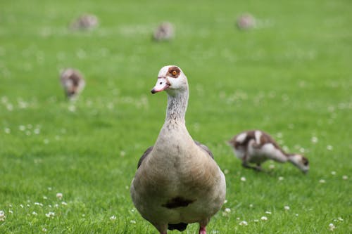 Fotos de stock gratuitas de al aire libre, animal, ansarino