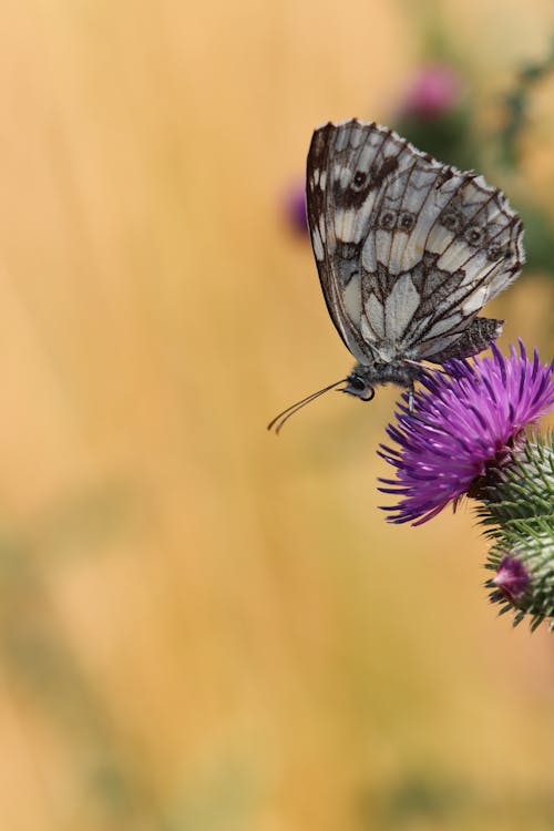 Fotos de stock gratuitas de al aire libre, brillante, cardo