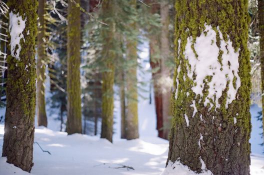A serene winter landscape featuring snow-covered trees and vibrant green moss.