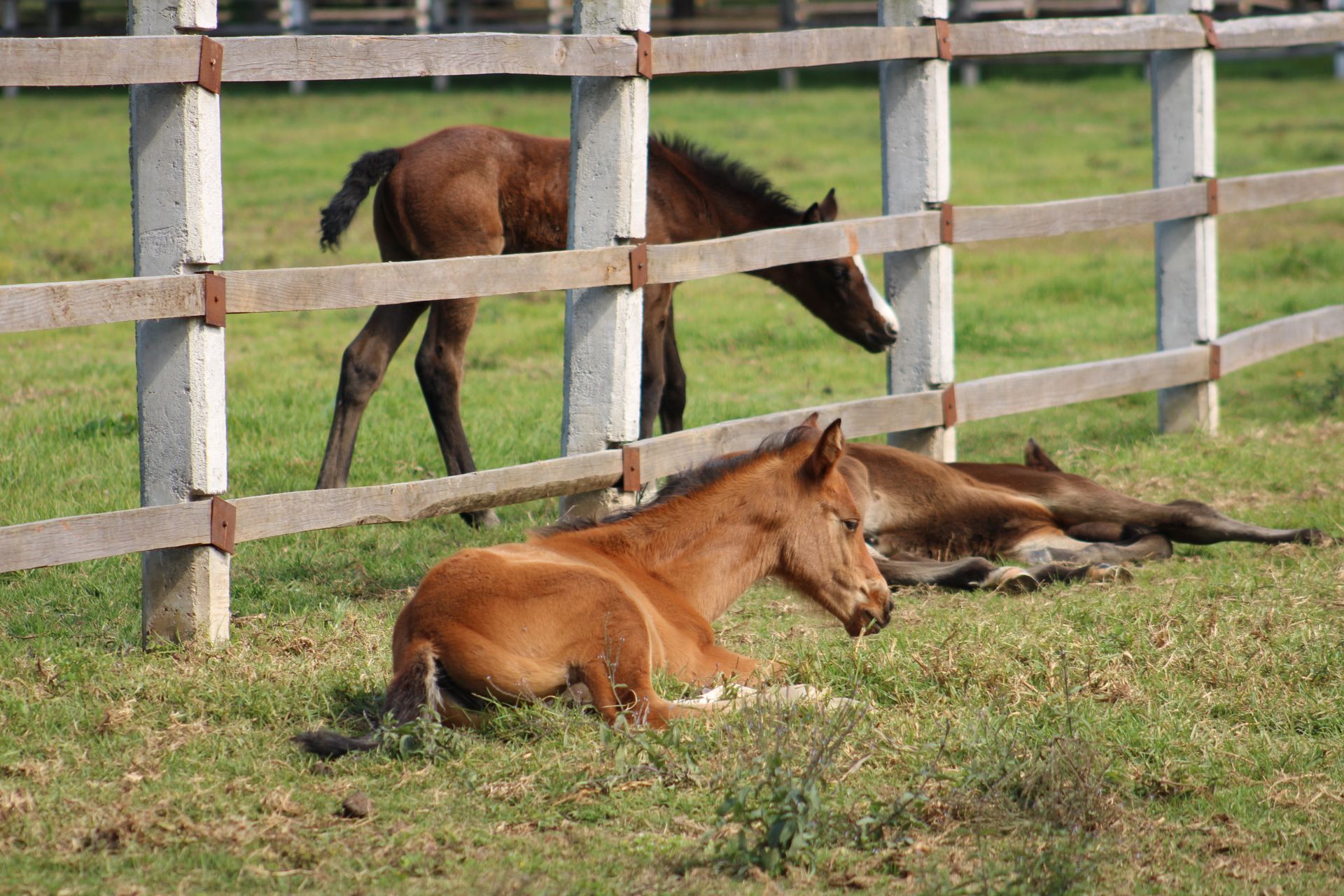 Adorable young colts resting and roaming in a rural farm corral under the sun.