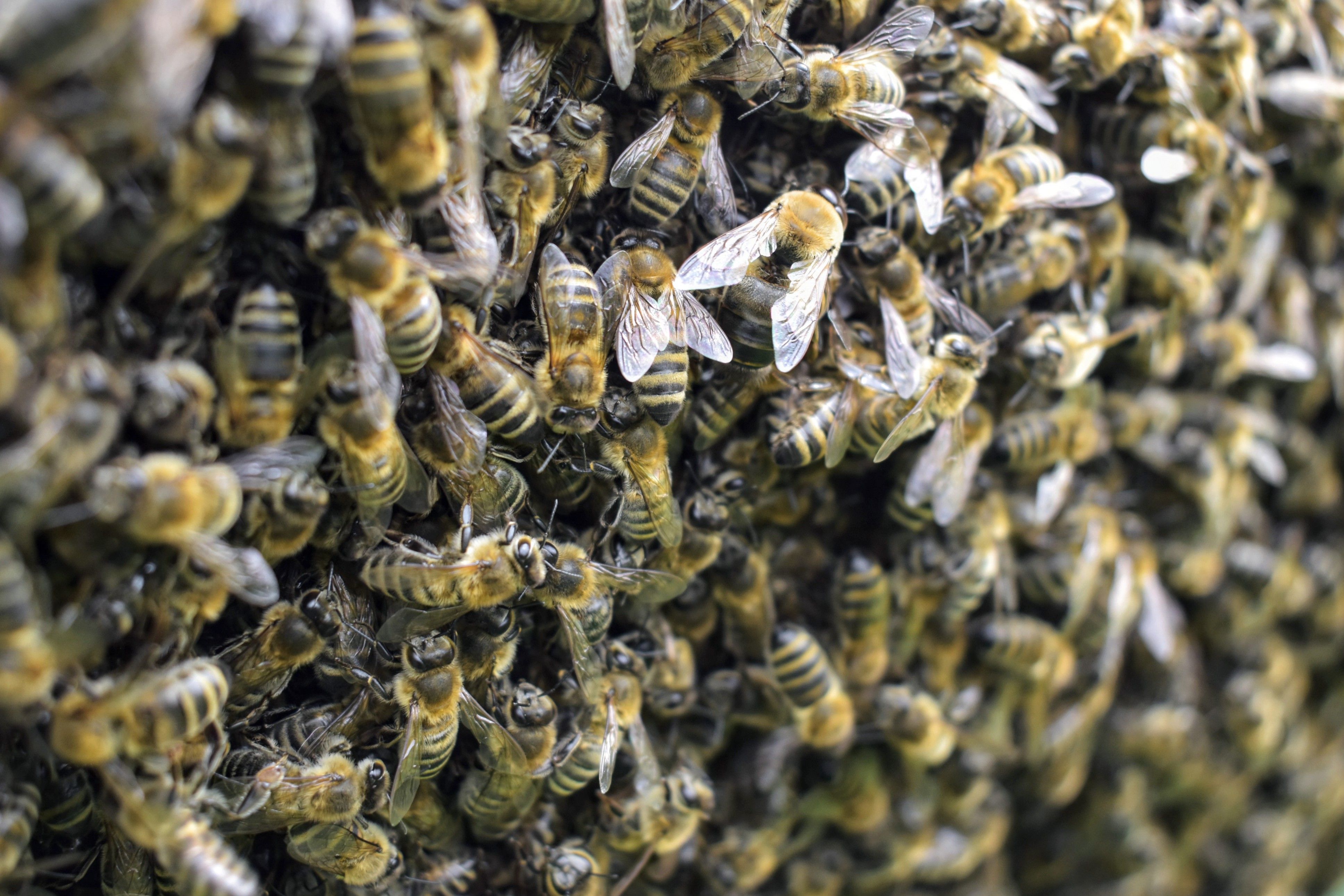 Do Bees Have Inner Lives? New Study Reveals Bumblebee Behavior Consistent with 'Liking' and 'Disliking'