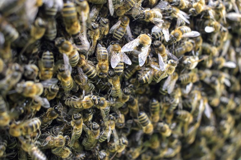 Detailed view of swarming honey bees on a hive showcasing natural wildlife behavior.