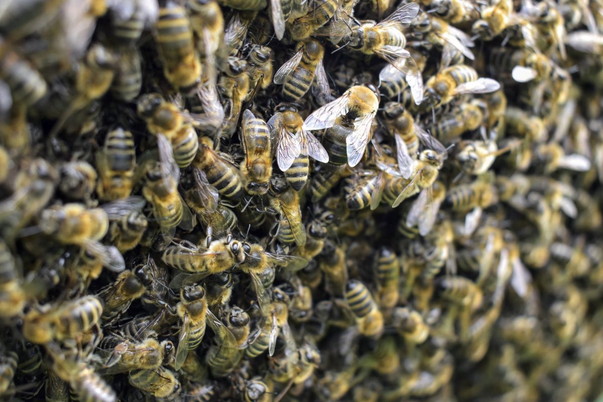 Honey bee swarm - bee removal and relocation