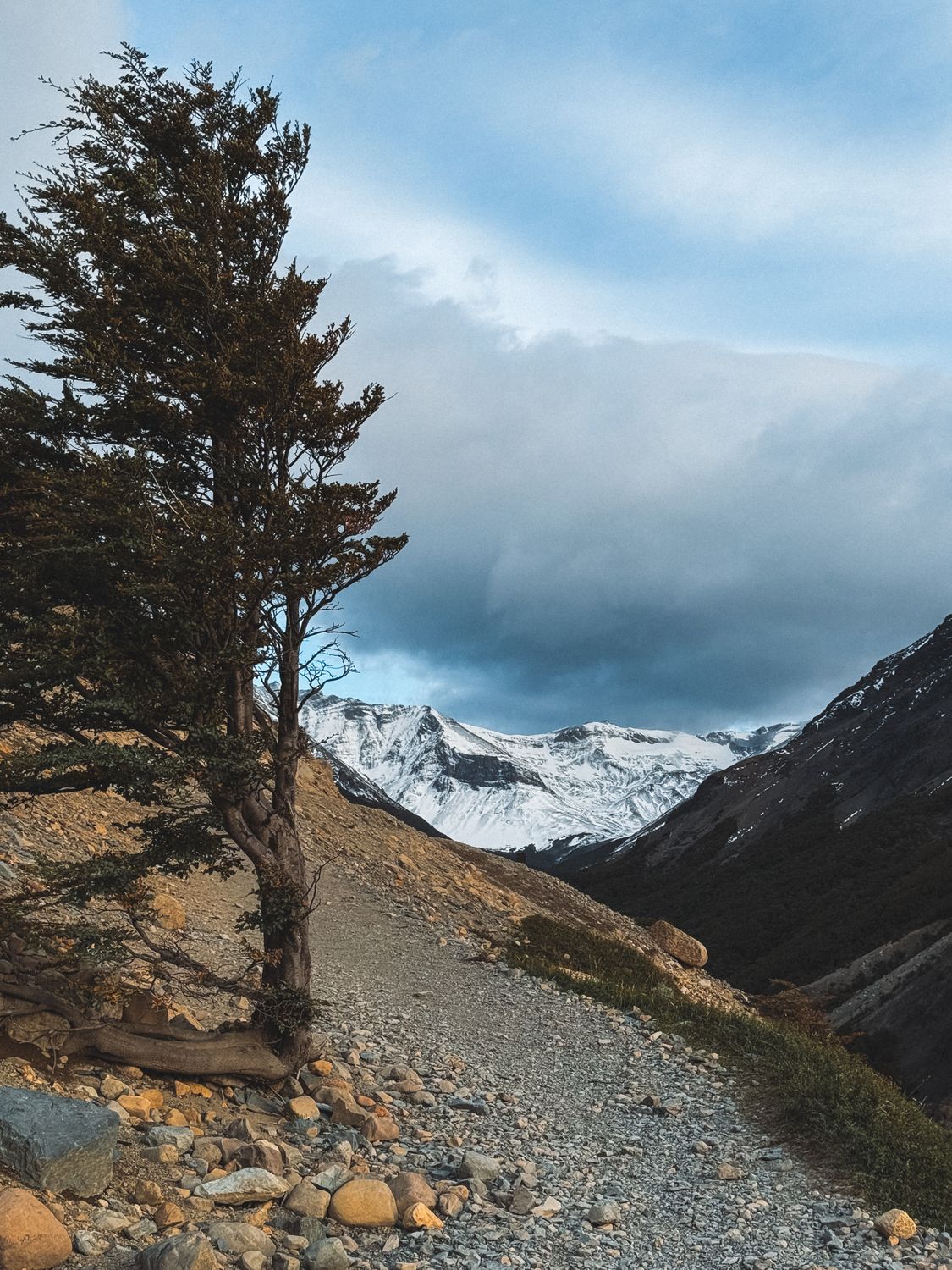 Trees in a Mountain Valley · Free Stock Photo