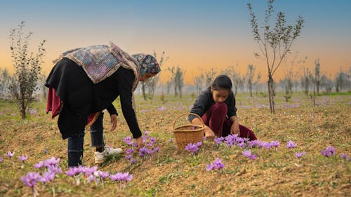 saffron fields pampore kashmir