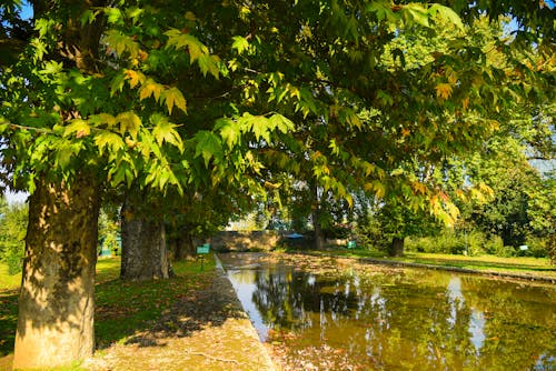 shalimar garden kashmir