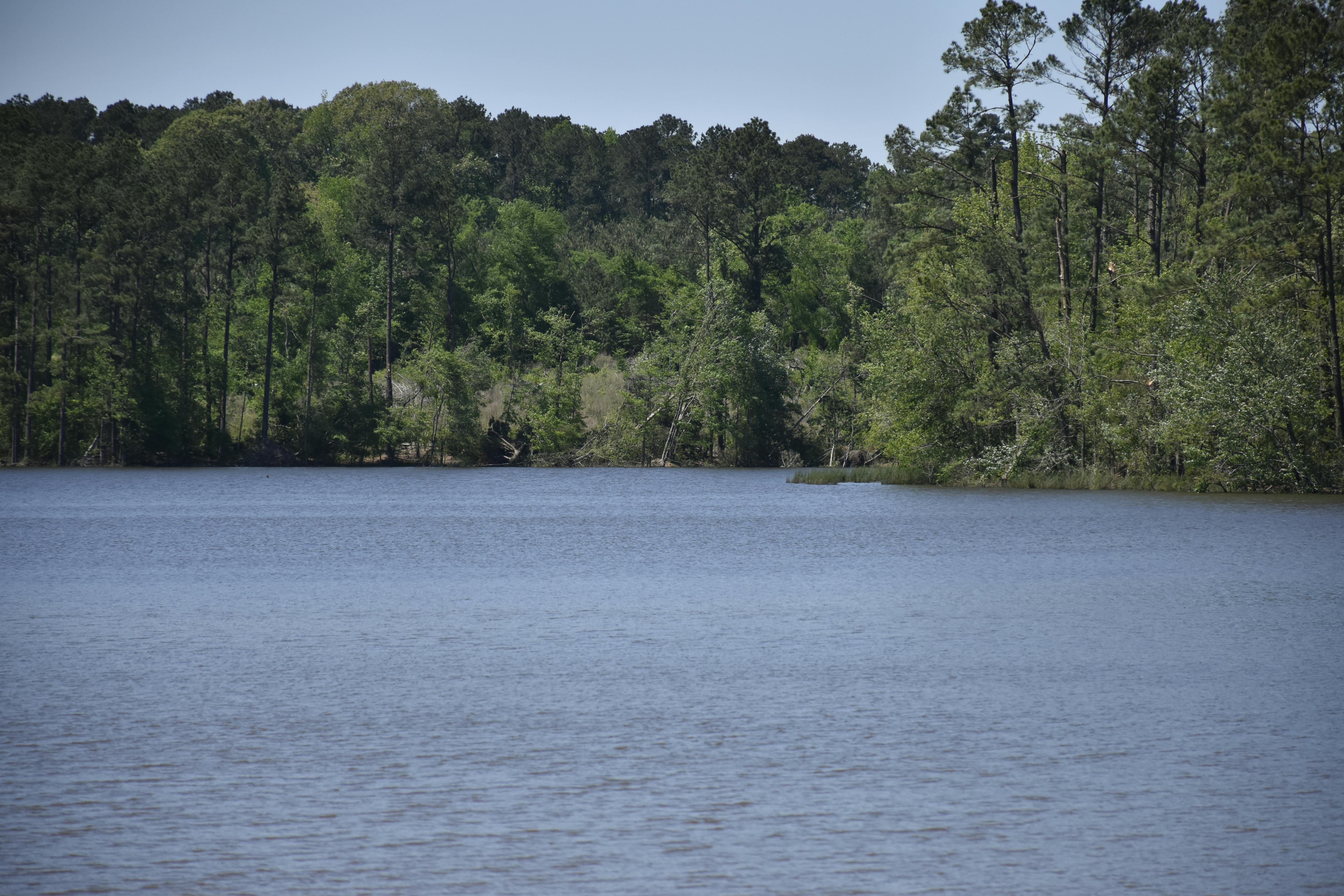 Free stock photo of blue jay