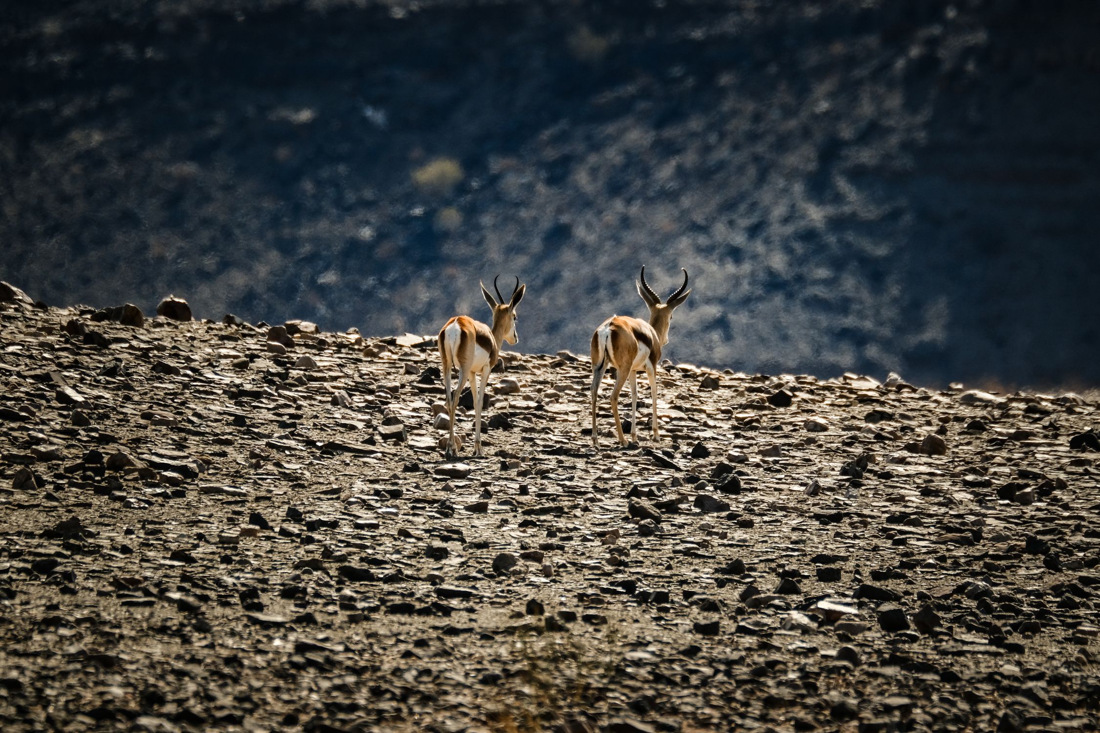 Springbok Back Ridge Back View of Springbok Antelopes · Free Stock Photo