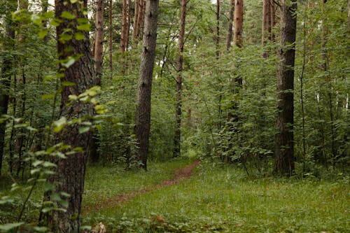 Gratis arkivbilde med bagasjerom, blad, daggry