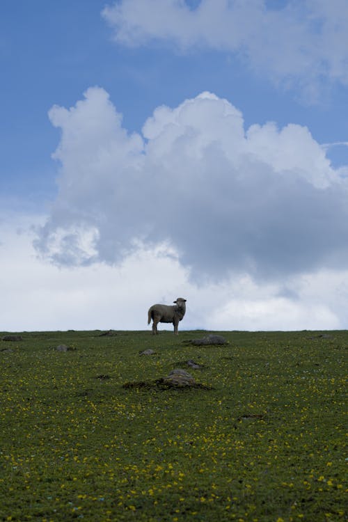 Foto d'estoc gratuïta de a l'aire lliure, agricultura, camp