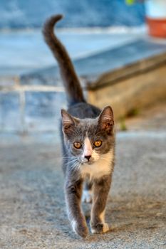Adorable grey kitten walking with curiosity on a street in Σχηματάρι, Greece. Perfect capture for animal lovers.