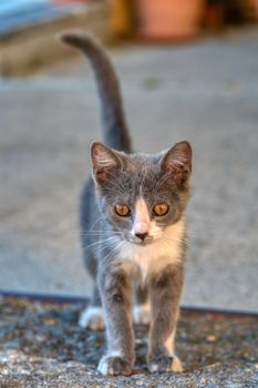 Cute gray and white kitten with curious eyes standing outdoors in Σχηματάρι, Ελλάδα.