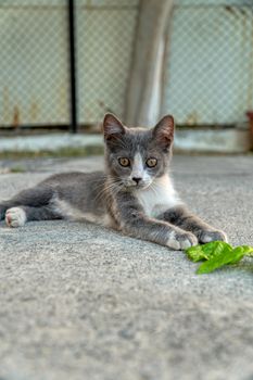Cute grey kitten lounging outdoors on a sunny day in Σχηματάρι, Ελλάδα.