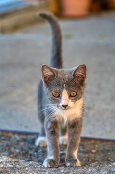 A gray kitten with white markings exploring outdoors on a sunny day.