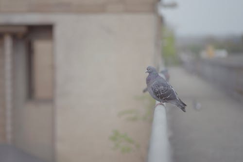 Foto profissional grátis de animal, ave, bico