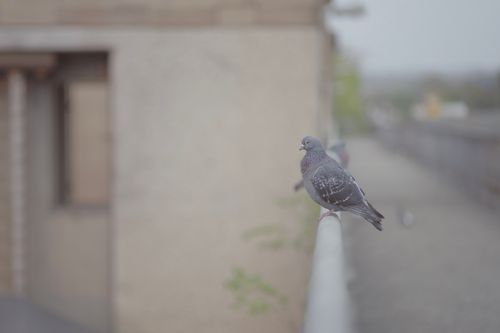 Free Taube Stock Photo